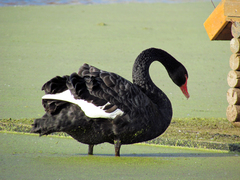 Cygnus atratus