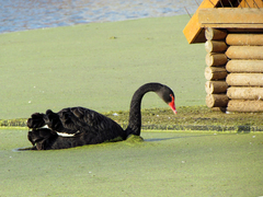 Cygnus atratus