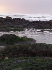 Arenaria interpres interpres