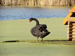 Cygnus atratus