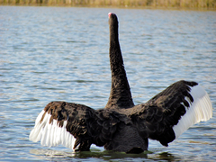 Cygnus atratus