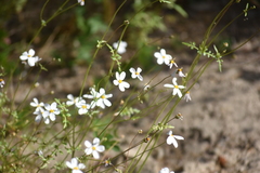 Coreocarpus parthenioides