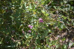 Phaseolus filiformis