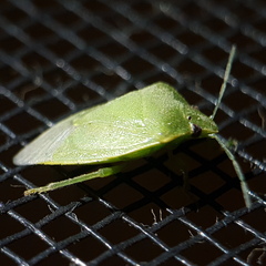 Acrosternum millierei