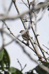 Sporophila minuta