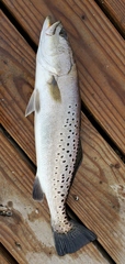 Cynoscion nebulosus