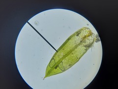 Microbryum davallianum