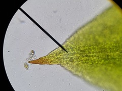 Microbryum davallianum