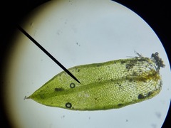Microbryum davallianum