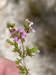 Erica hirtiflora
