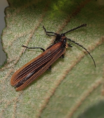 Lycidae