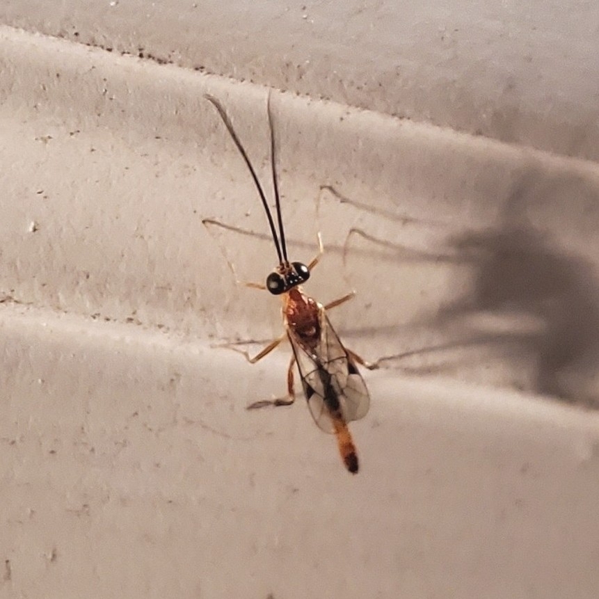 Temelucha ferruginea