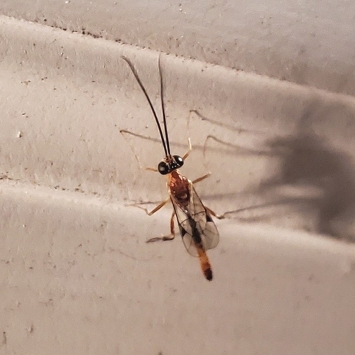 Temelucha ferruginea
