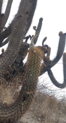 Weberbauerocereus weberbaueri