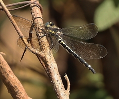 Eusynthemis brevistyla