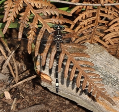 Eusynthemis brevistyla