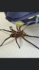Heteropoda