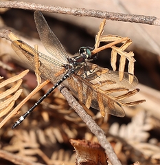 Eusynthemis brevistyla