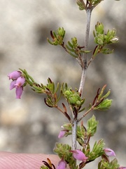 Erica hirtiflora