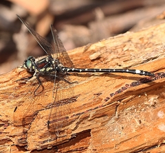 Eusynthemis brevistyla