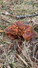 Flammulina