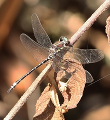 Eusynthemis brevistyla