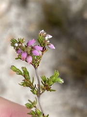 Erica hirtiflora
