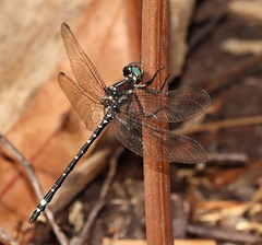 Eusynthemis brevistyla