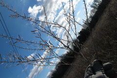Barbarea vulgaris