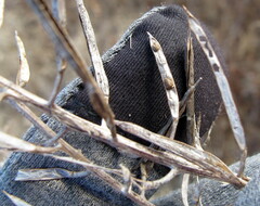 Barbarea vulgaris
