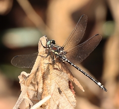 Eusynthemis brevistyla