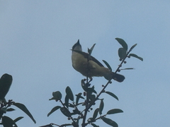 Pitangus sulphuratus