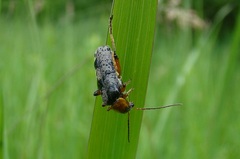 Cantharis nigricans