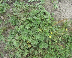 Potentilla inclinata