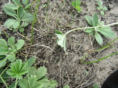 Potentilla inclinata