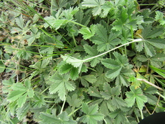 Potentilla inclinata