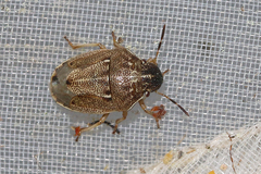 Neottiglossa pusilla