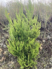 Erica lusitanica