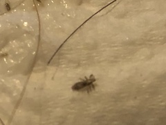 Pediculus humanus capitis