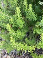 Erica lusitanica