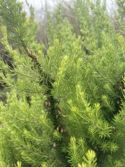 Erica lusitanica