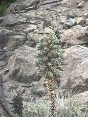 Puya alpestris