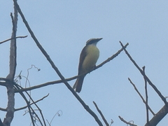 Pitangus sulphuratus