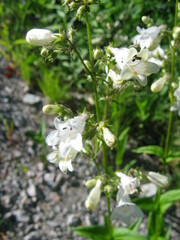 Penstemon digitalis