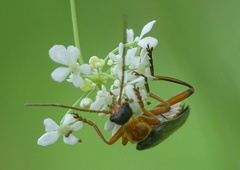 Cantharis nigricans