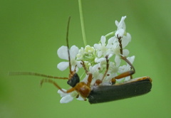 Cantharis nigricans