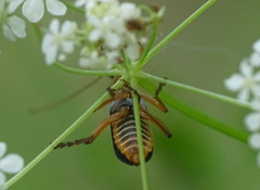 Cantharis nigricans