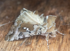 Autographa corusca