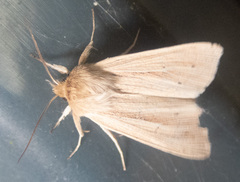 Mythimna oxygala