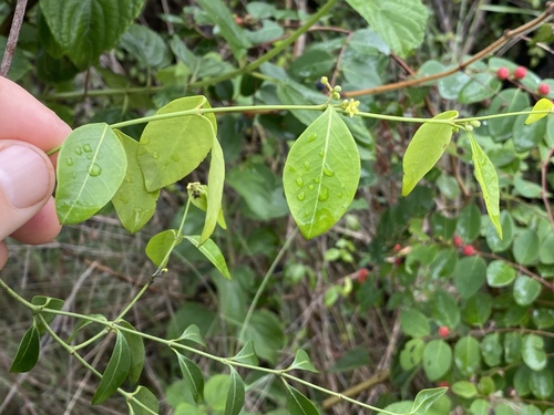 Secamone elliptica observed 2023-01-17
